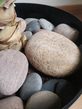 Planta Yuca en Maceta Negra (no cactus)