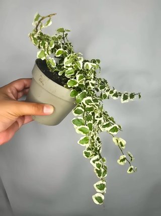 Ficus "Pumila" Variegata