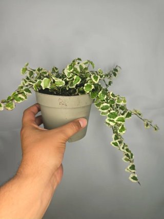 Ficus "Pumila" Variegata