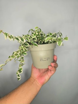 Ficus "Pumila" Variegata