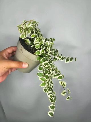 Ficus "Pumila" Variegata