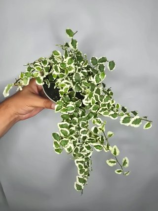 Ficus "Pumila" Variegata