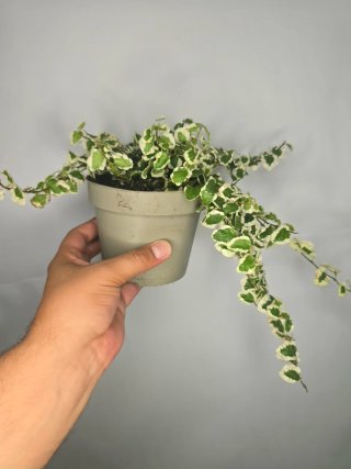 Ficus "Pumila" Variegata