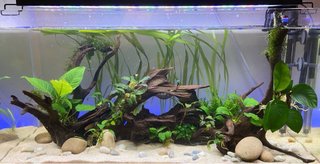 Troncos para acuario