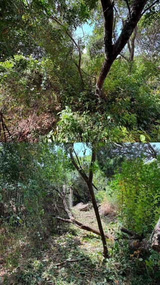 SERVICIOS DE PODA Y JARDINERIA