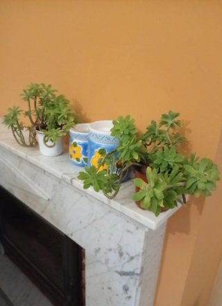 Pareja Tarros Vintage Loza con Sedum Palmeri