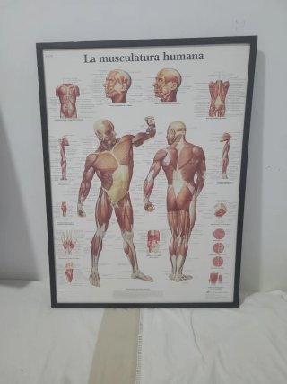 2 cuadros: El esqueleto humano y La musculatura