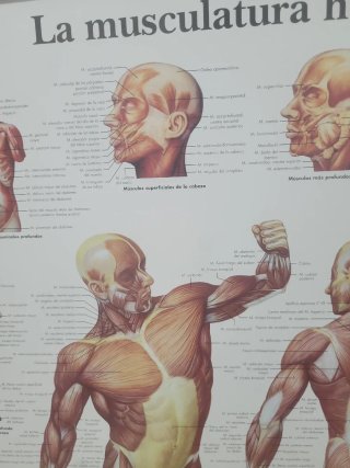 2 cuadros: El esqueleto humano y La musculatura