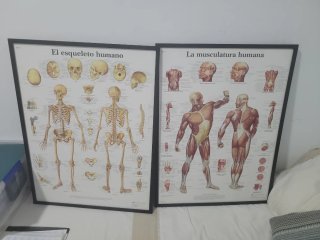 2 cuadros: El esqueleto humano y La musculatura
