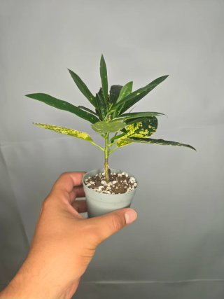 Codiaeum "Variegatum"