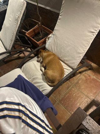 Vendo Alcaldesa Perro durmiendo