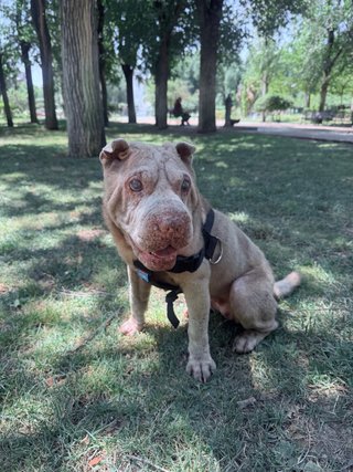 Se necesita cuidador/a de perro  28 julio- 30 agos