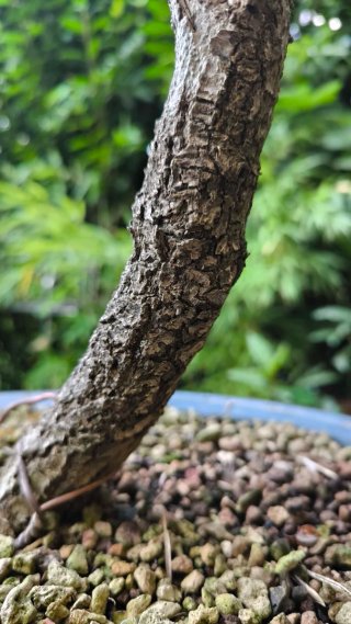 Pre Bonsai Quercus pyrenaica