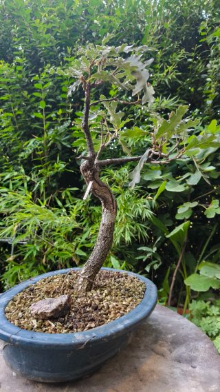 Pre Bonsai Quercus pyrenaica