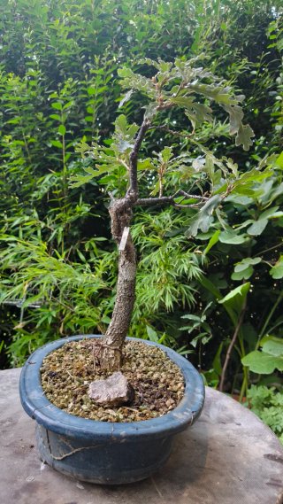 Pre Bonsai Quercus pyrenaica