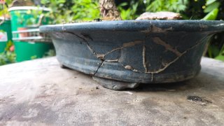 Pre Bonsai Quercus pyrenaica