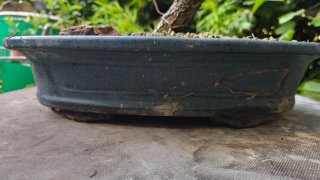 Pre Bonsai Quercus pyrenaica