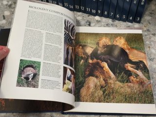 Enciclopedia de los animales Invertebrados