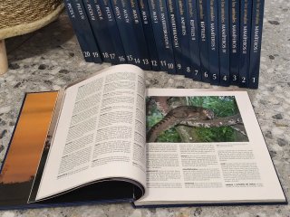 Enciclopedia de los animales Invertebrados