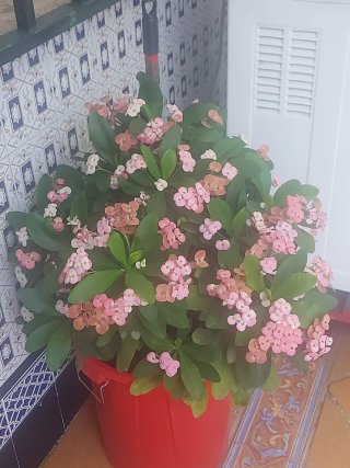 Plantas de exterior - 25€ cada una