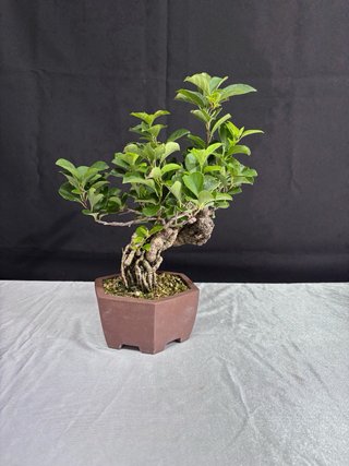 Bonsai Celastrus orbiculatus