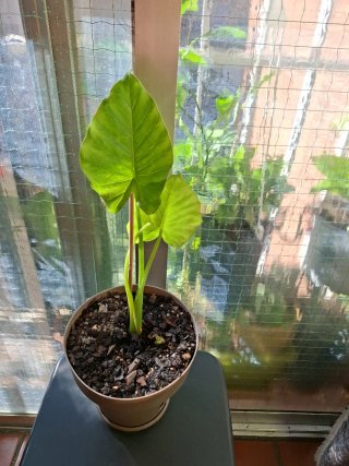 Alocasia Oreja de Elefante