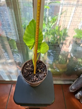 Alocasia Oreja de Elefante