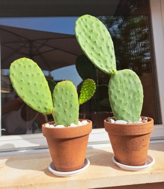 Nopal