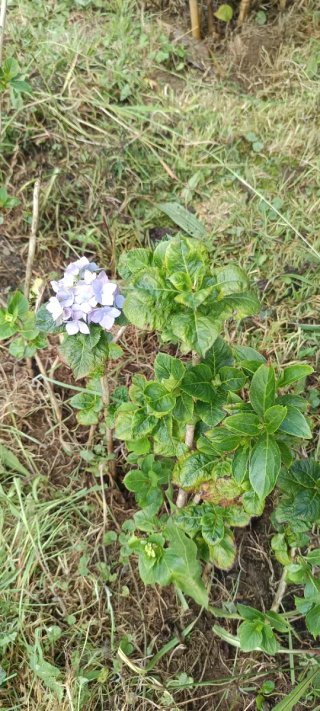 4 Esquejes Hortensias con Raíz