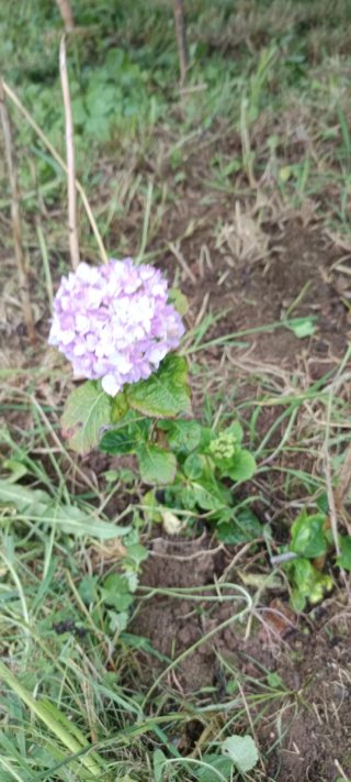 4 Esquejes Hortensias con Raíz
