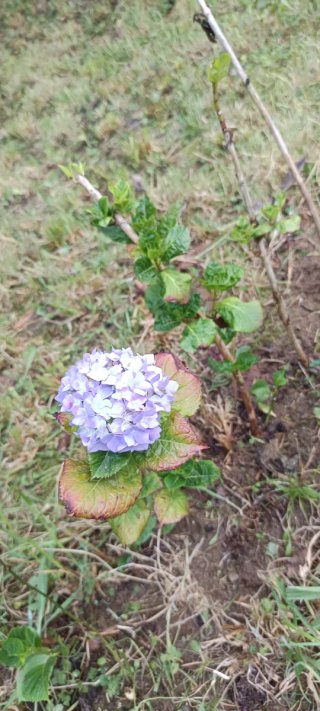 4 Esquejes Hortensias con Raíz