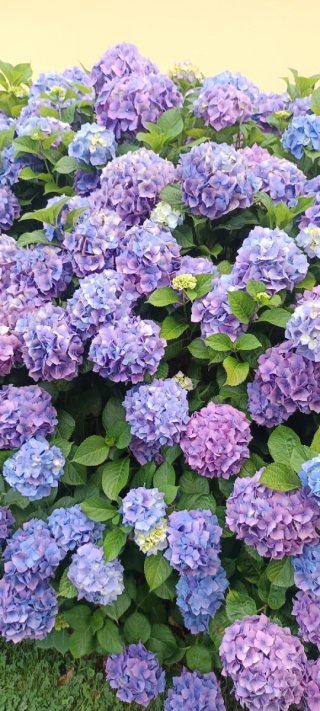 4 Esquejes Hortensias con Raíz