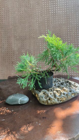 Pre BONSAI JUNIPERUS CHINENSIS N⁰1