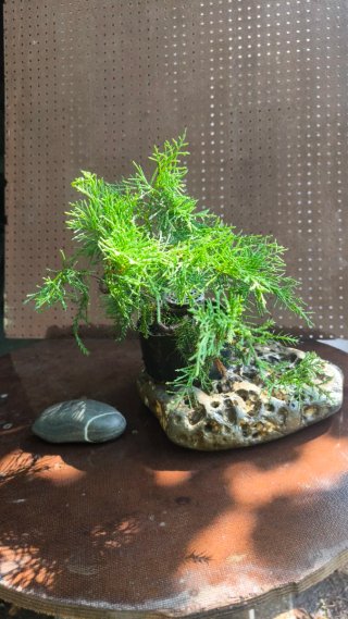 Pre BONSAI JUNIPERUS CHINENSIS N⁰1