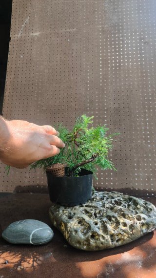 Pre BONSAI JUNIPERUS CHINENSIS N⁰2