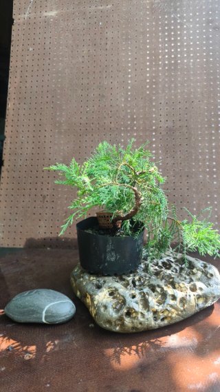 Pre BONSAI JUNIPERUS CHINENSIS N⁰2