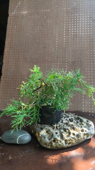 Pre BONSAI JUNIPERUS CHINENSIS N⁰2