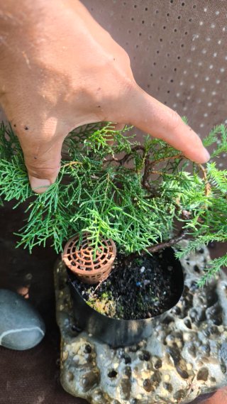 Pre BONSAI JUNIPERUS CHINENSIS N⁰2