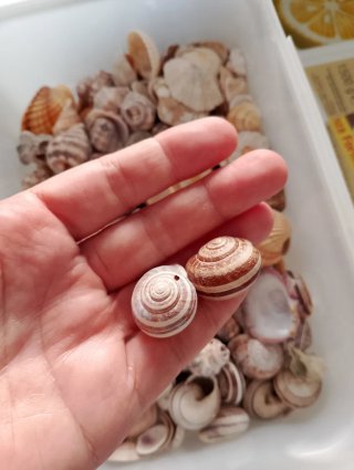 Scatola conchiglie miste