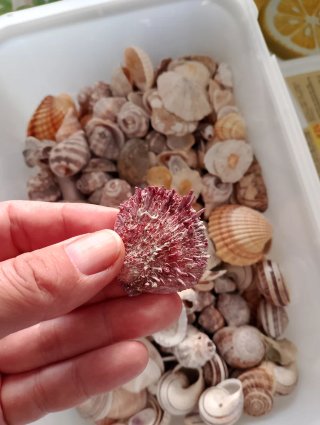 Scatola conchiglie miste