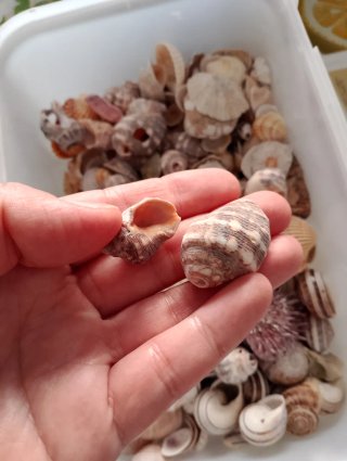Scatola conchiglie miste