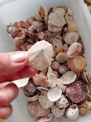 Scatola conchiglie miste