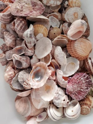 Scatola conchiglie miste