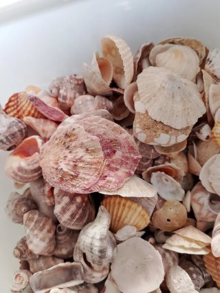 Scatola conchiglie miste