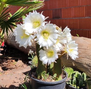 Cactus Echinopsis spachiana esquejes