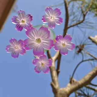 Campana de viento con flores
