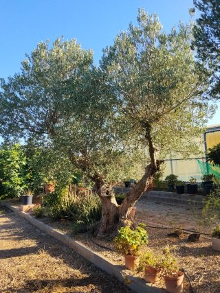Olivos adultos en producción