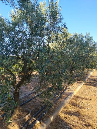 Olivos adultos en producción