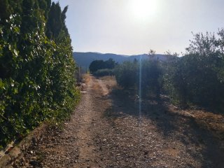 Olivos adultos en producción