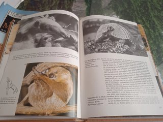Pequeña enciclopedia de animales mamíferos